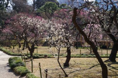 小石川後楽園梅まつり 梅香る庭園へ 開催情報やランチ 子持ち主婦の視点